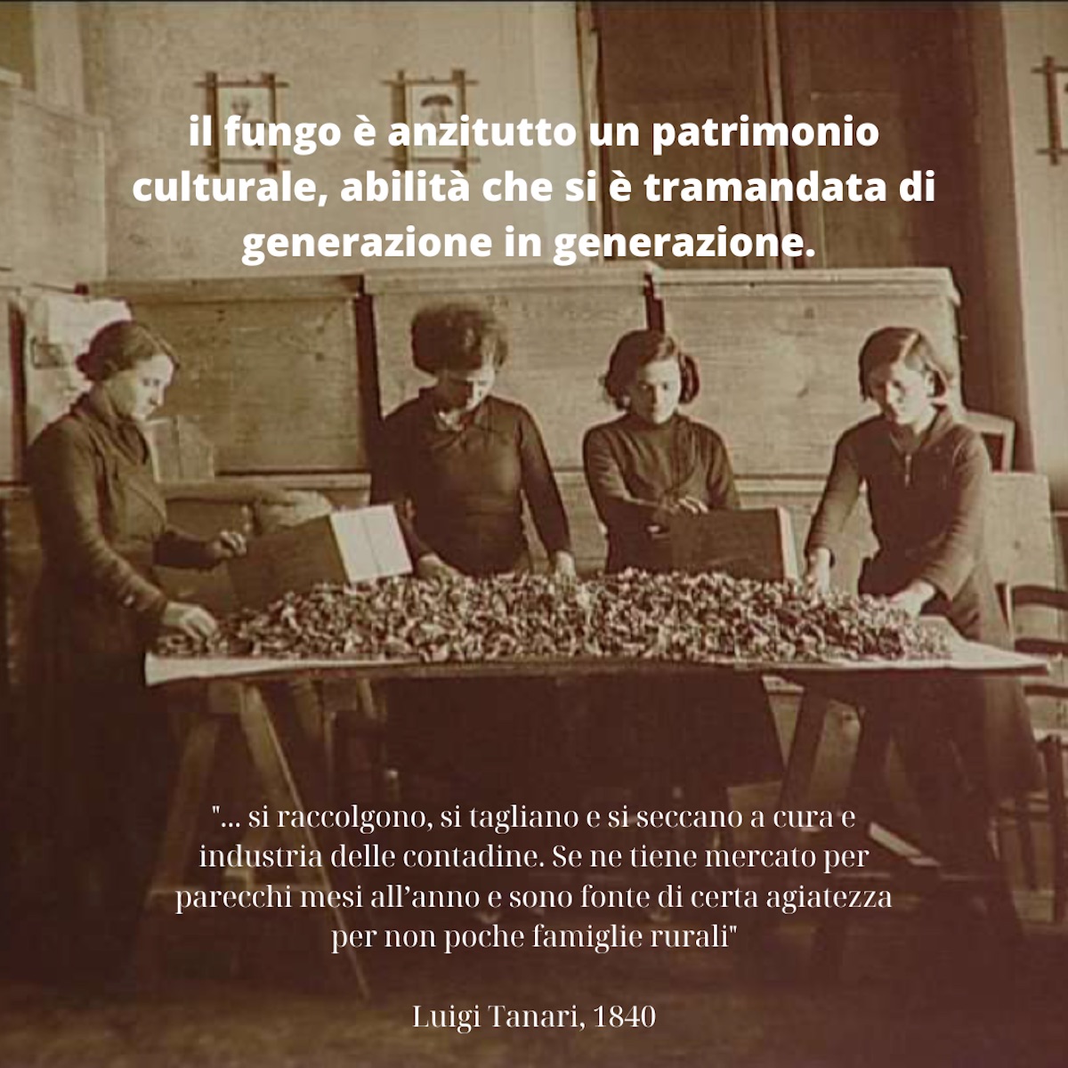 funghitradizione - Borgolab - Borgotaro