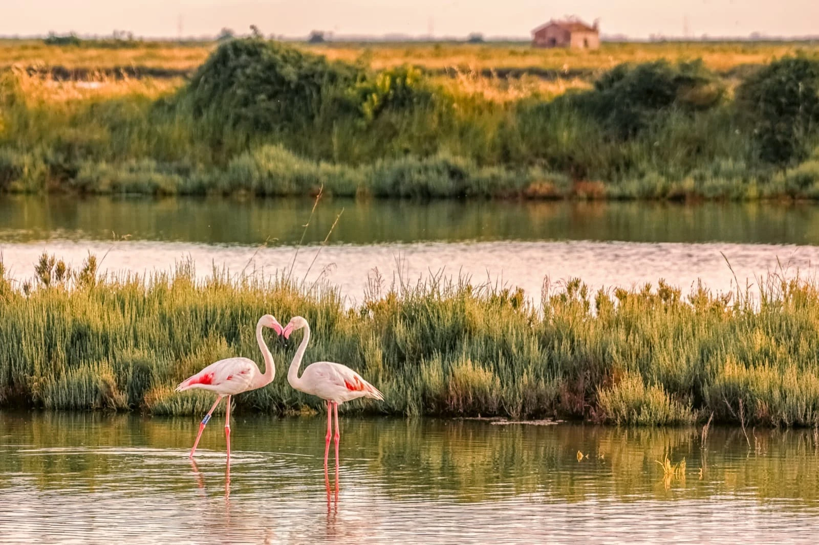 Comacchio (FE), fenicotteri in salina