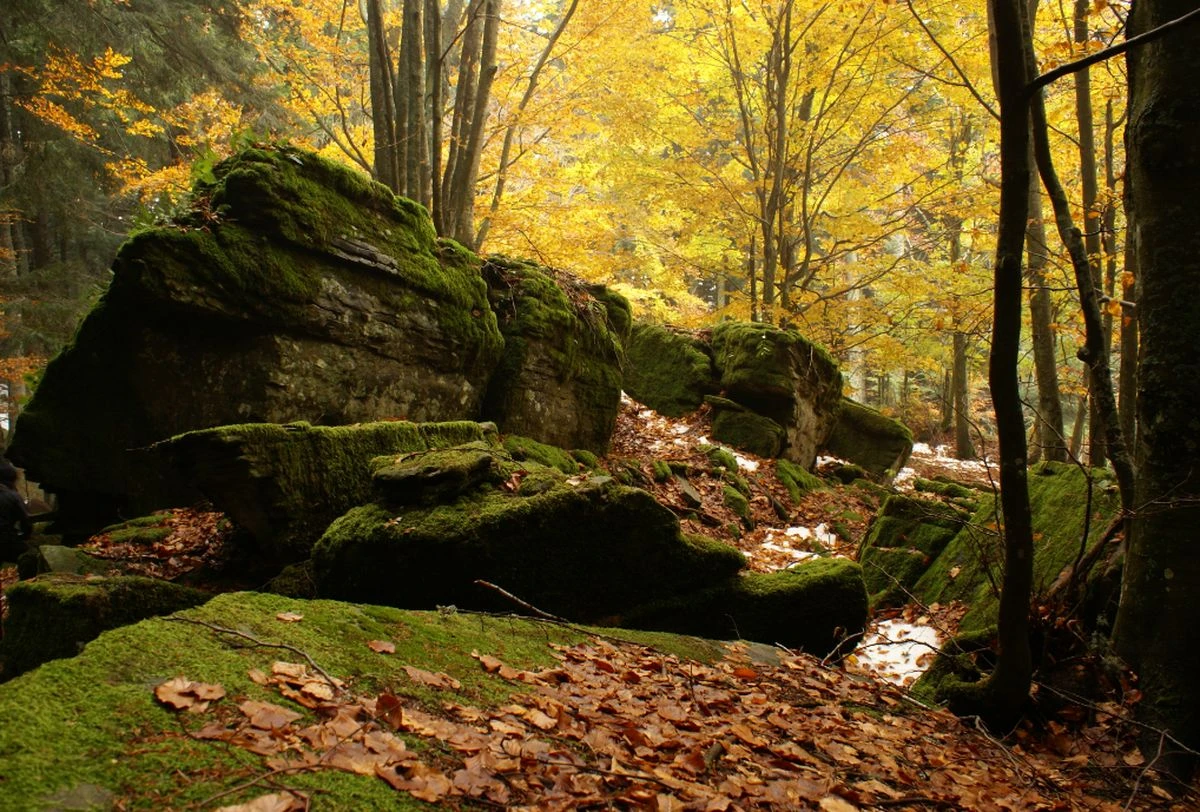 Santa Sofia (FC), Parco delle Foreste Casentinesi - sentiero delle Foreste Sacre