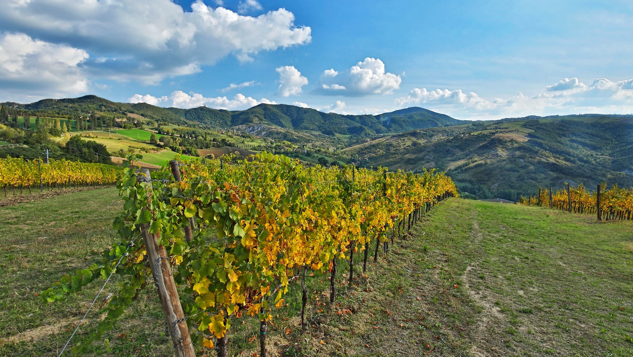 Vigneti sui colli di Bologna