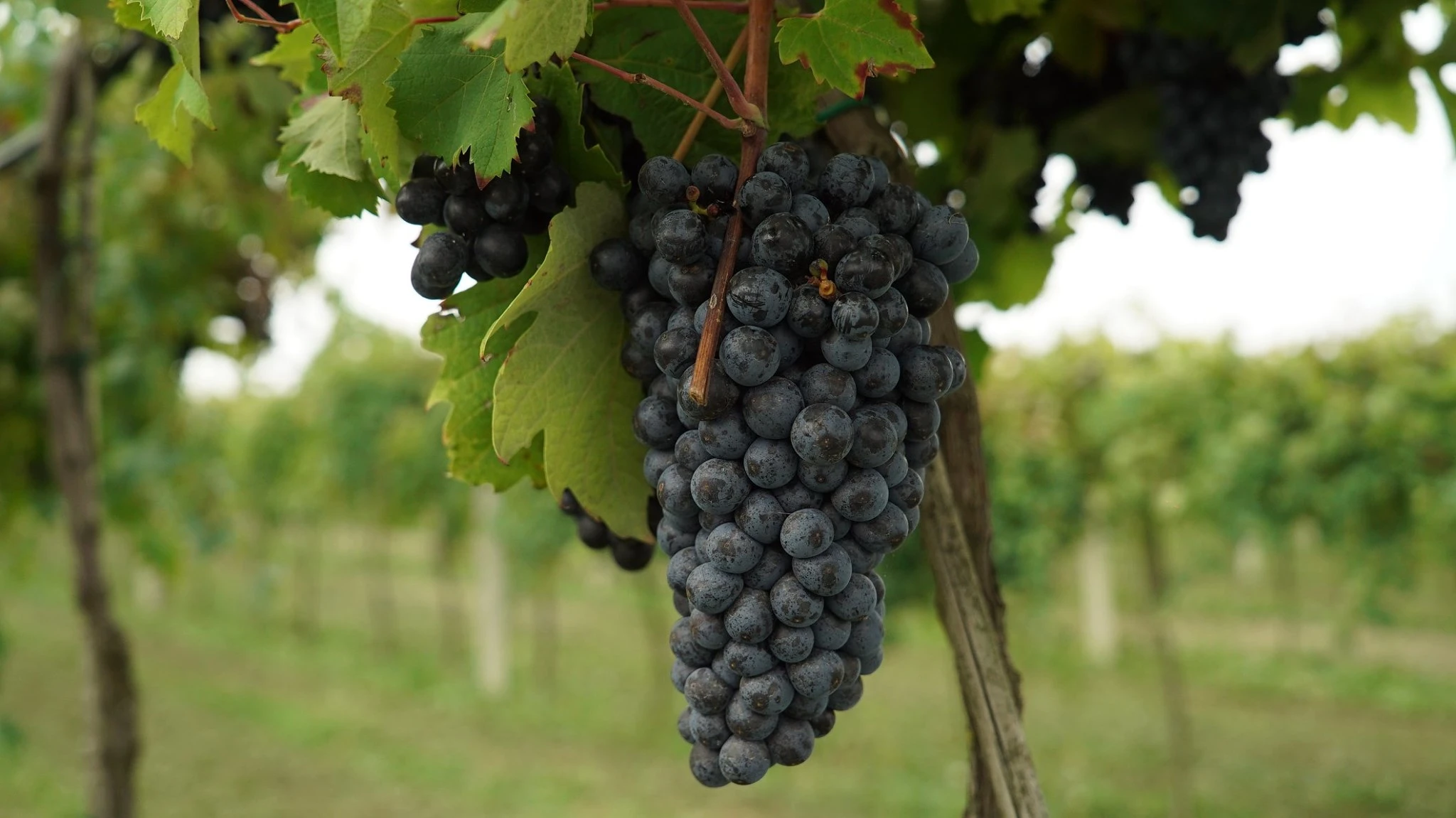 Vigne, Bosco Eliceo