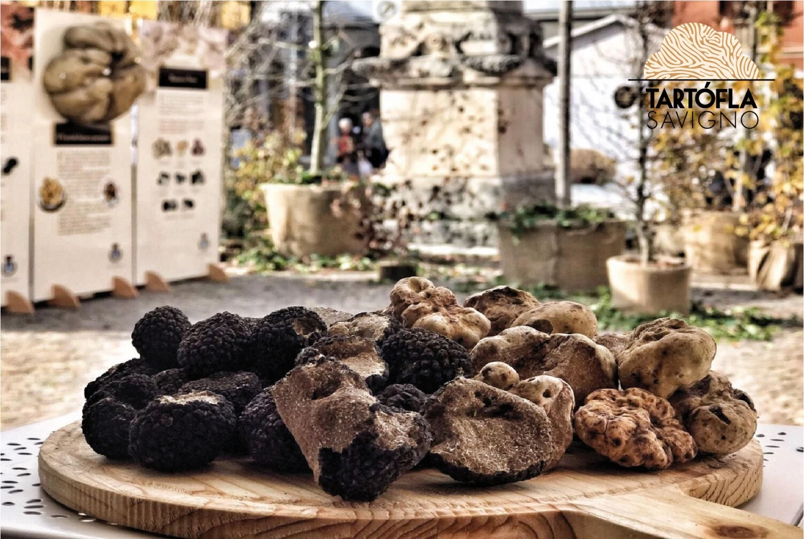 Tartufi in esposizione con la scritta Tartófla Savigno visibile. — Tartófla 2026