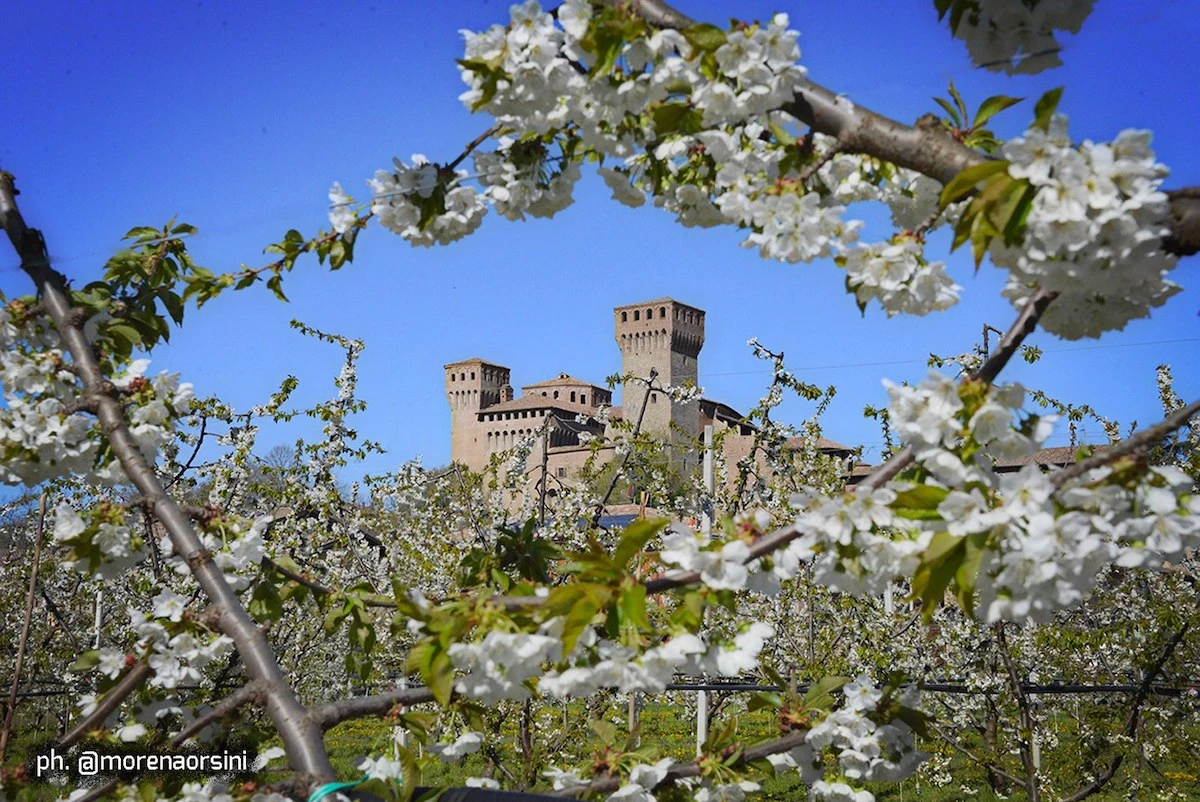 Vignola (MO), Rocca e fioritura dei ciliegi