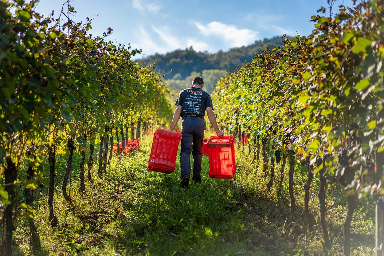 Marzabotto (BO), Azienda vinicola di Montesole