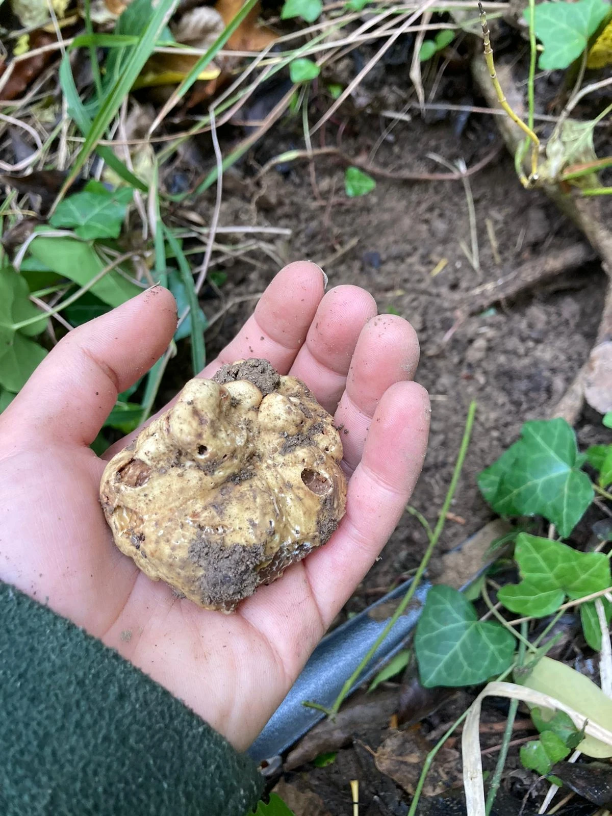 Dovadola (FC), Tartufo