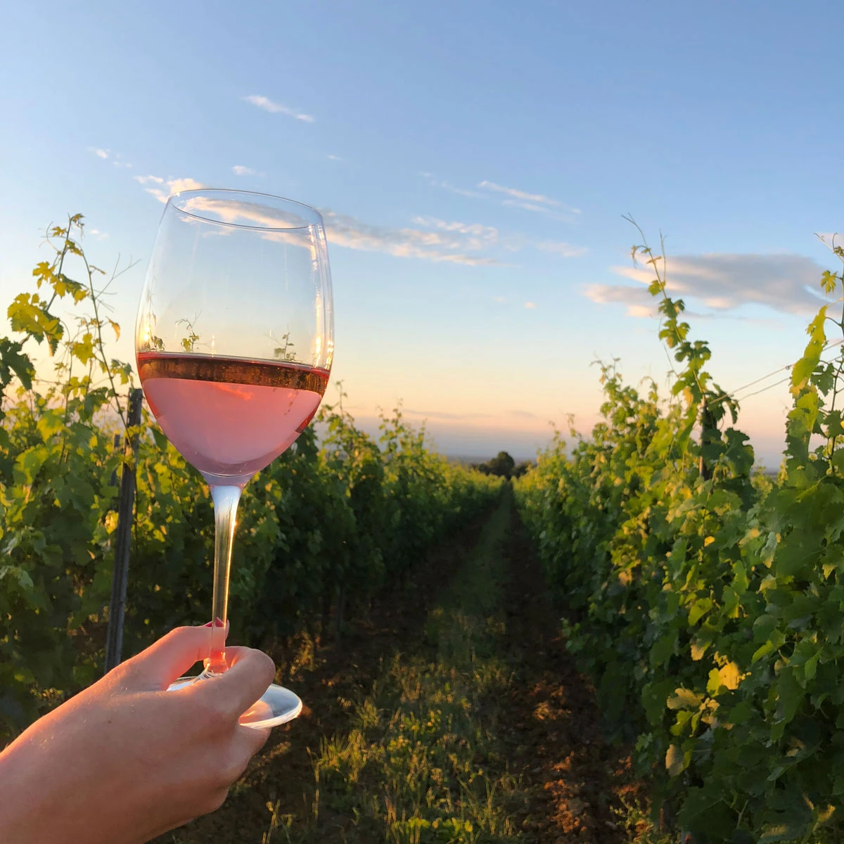 Parma, vigneti della provincia di Parma