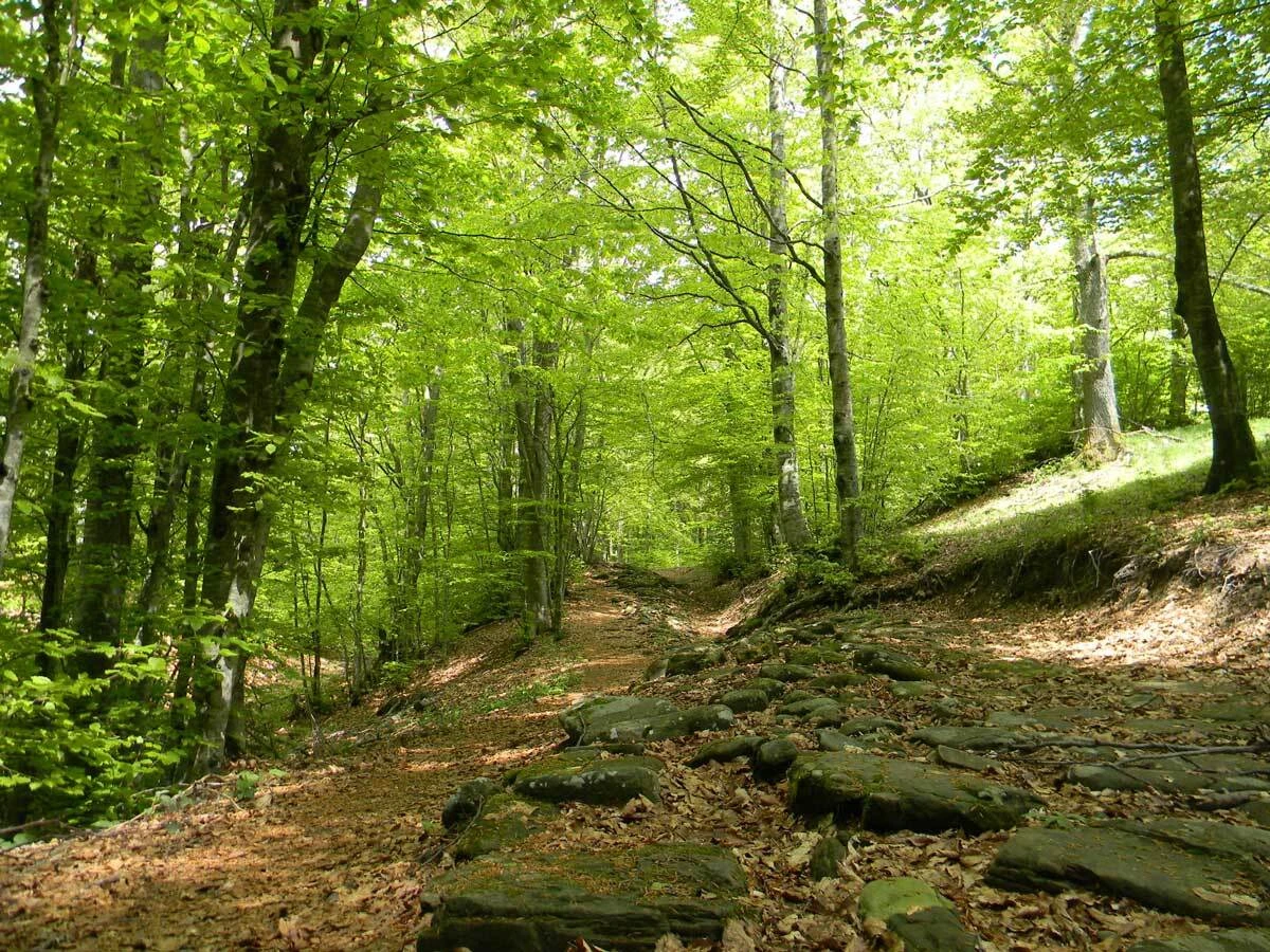 San Benedetto Val di Sambro (BO), la Flaminia Militare su Monte Bastione lungo la Via degli Dei
