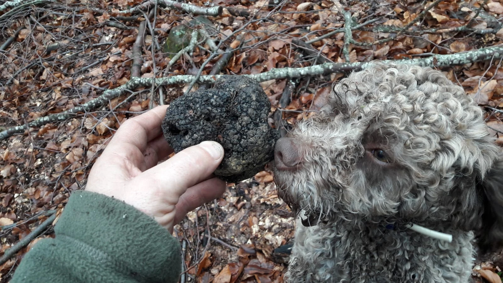 Montefiorino (MO), mostra mercato del tartufo modenese