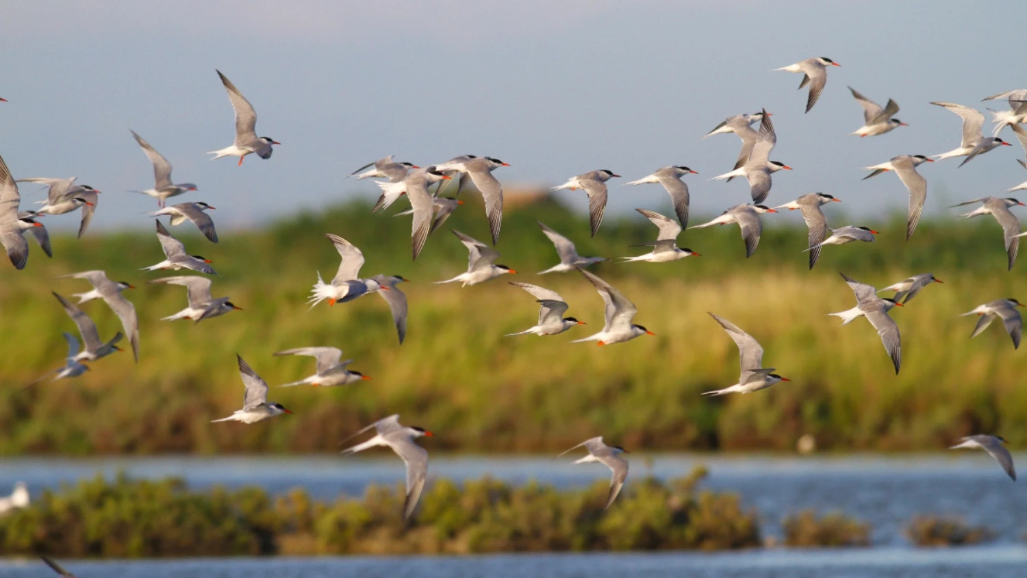 Comacchio (FE), Primavera Slow