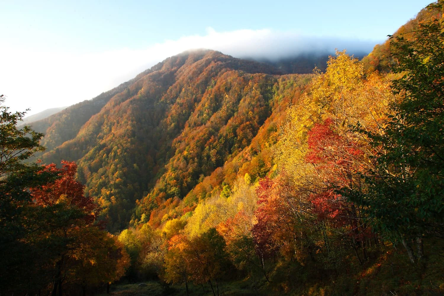 Parco nazionale delle Foreste Casentinesi, Monte Falterona e Campigna
